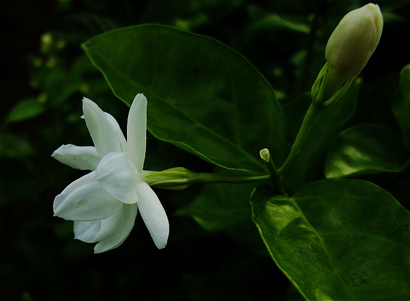 照片 258a.jpg