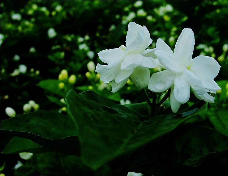照片 294a.jpg