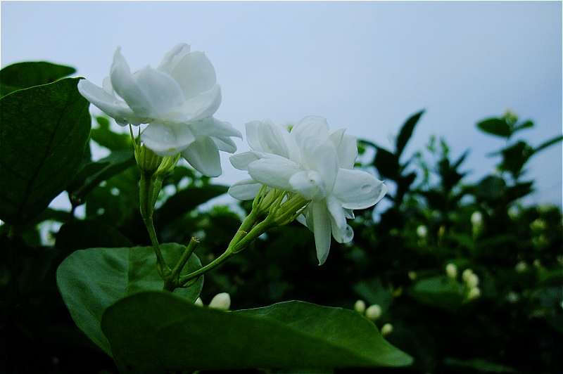 照片 377a.jpg