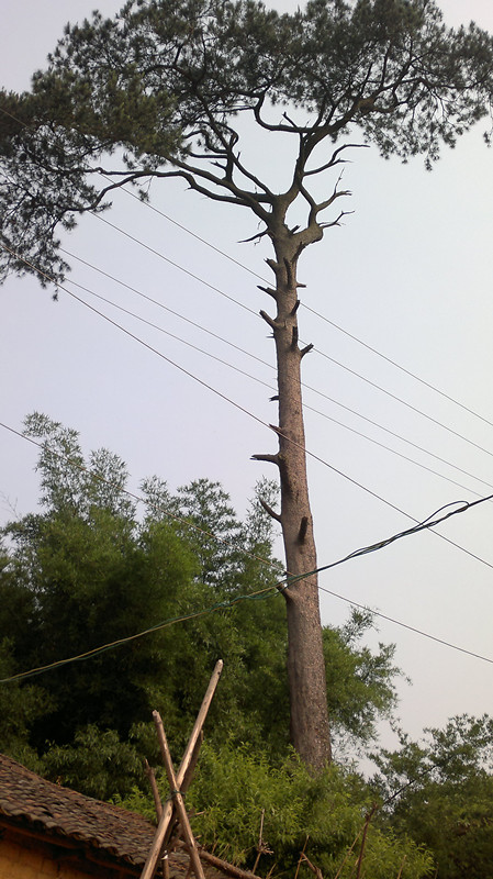 20110602008_副本.jpg