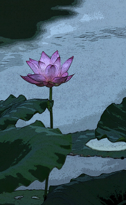 印象.荷花.jpg