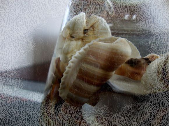 DSC099911111.jpg
