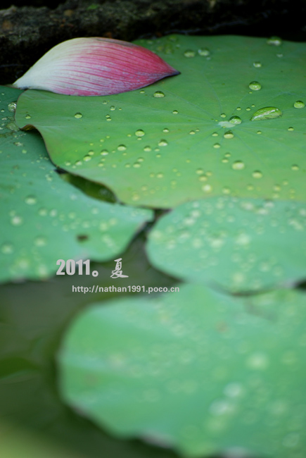 DSC_1868.jpg