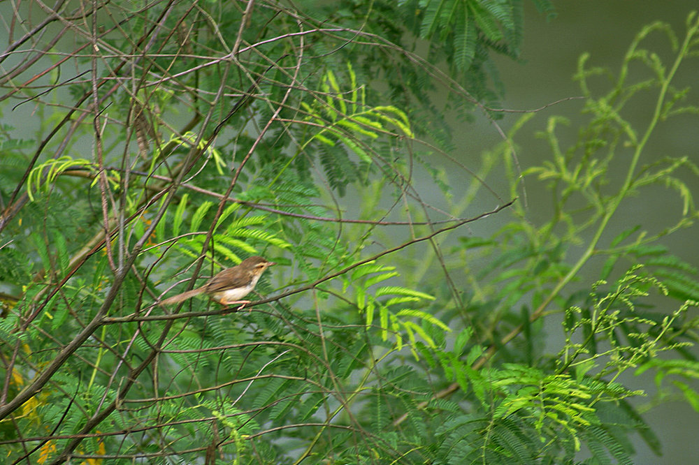 DSC08670.jpg
