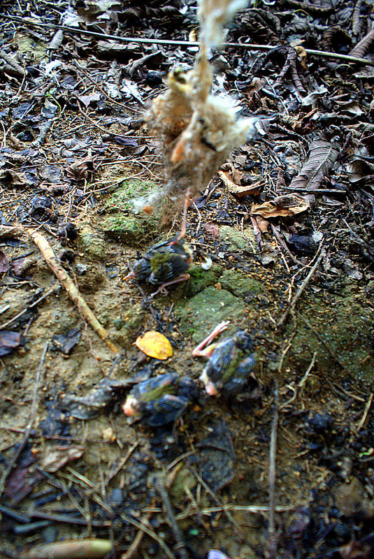 DSC08742.JPG