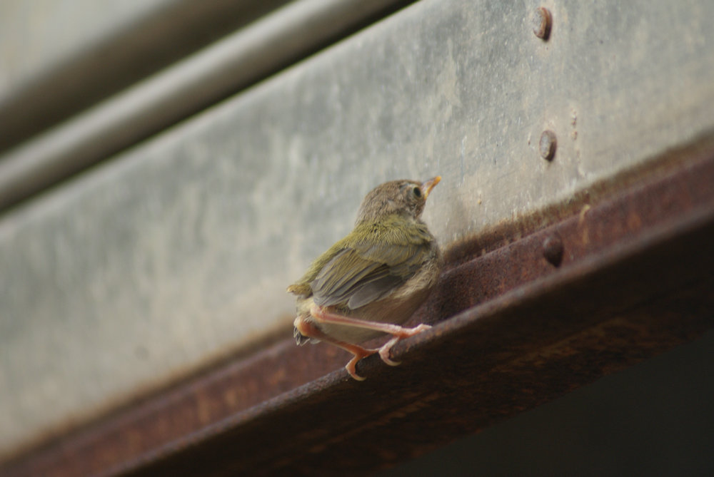 DSC09129_副本.JPG