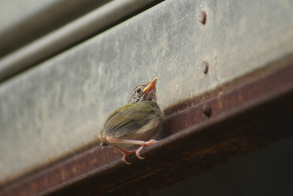 DSC09131_副本.JPG