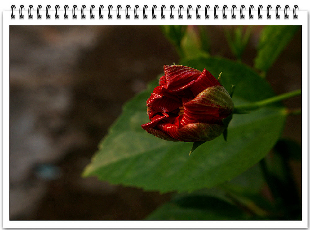 DSC08870.JPG
