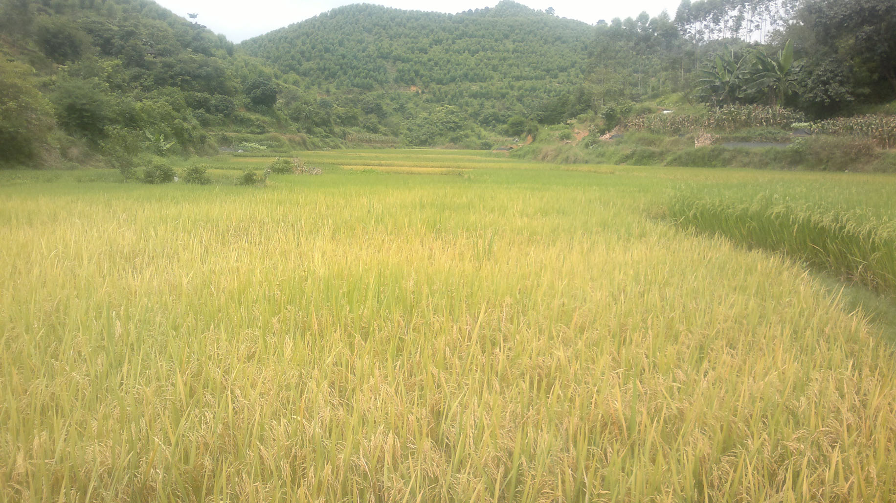 20110722105.jpg