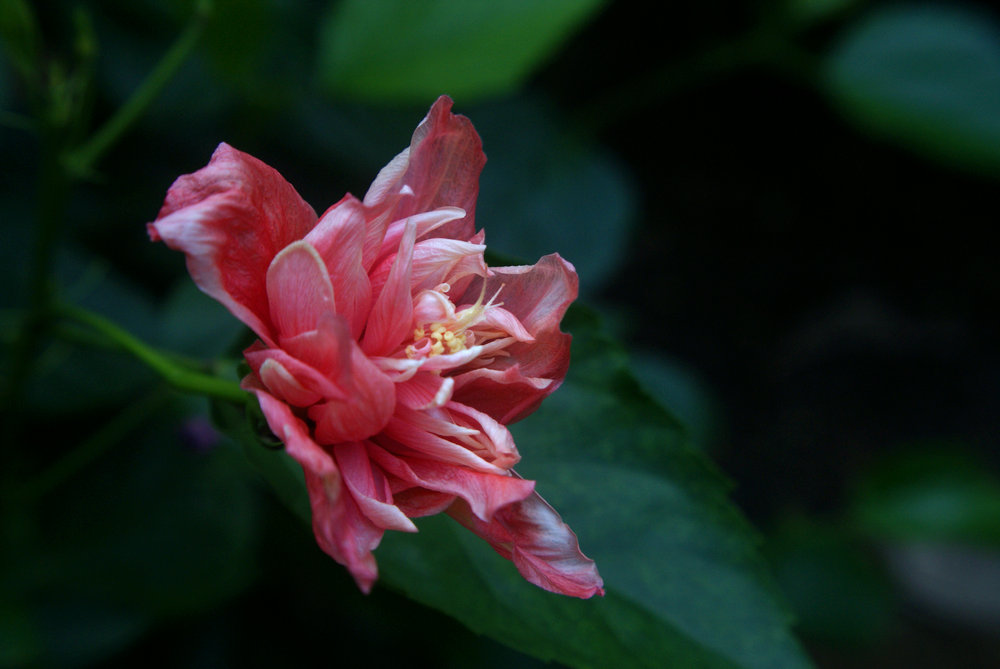 DSC08853.jpg