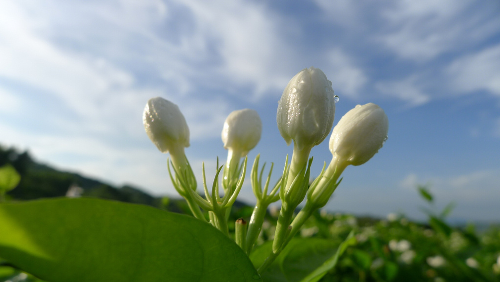 L1020201.jpg