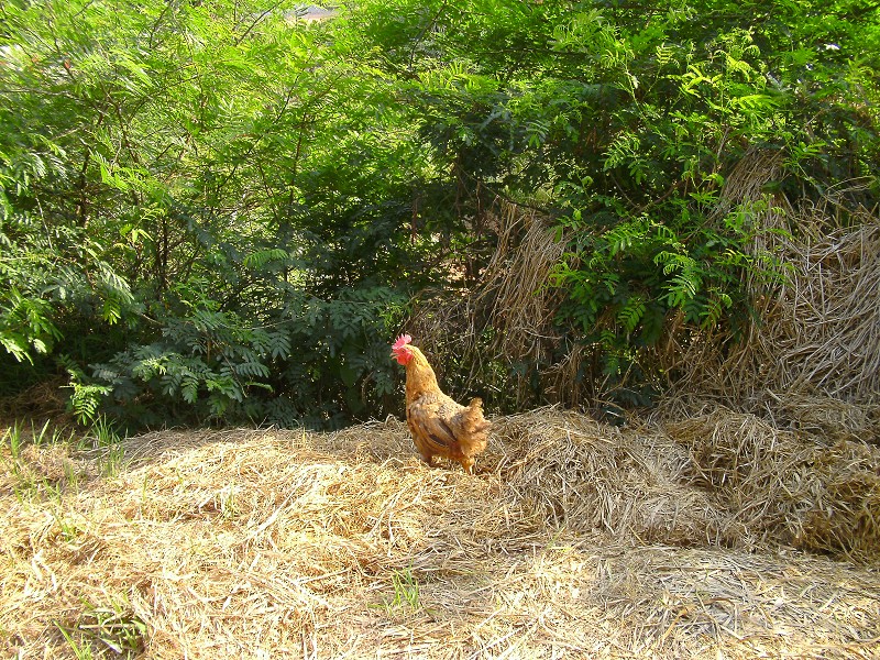 DSCK2214.JPG