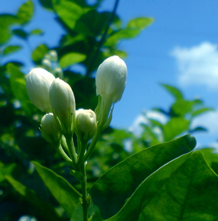 茉莉花1.jpg
