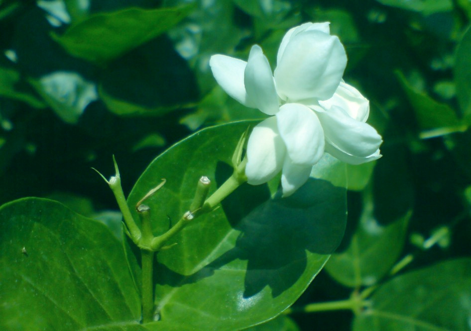 茉莉花 2.jpg
