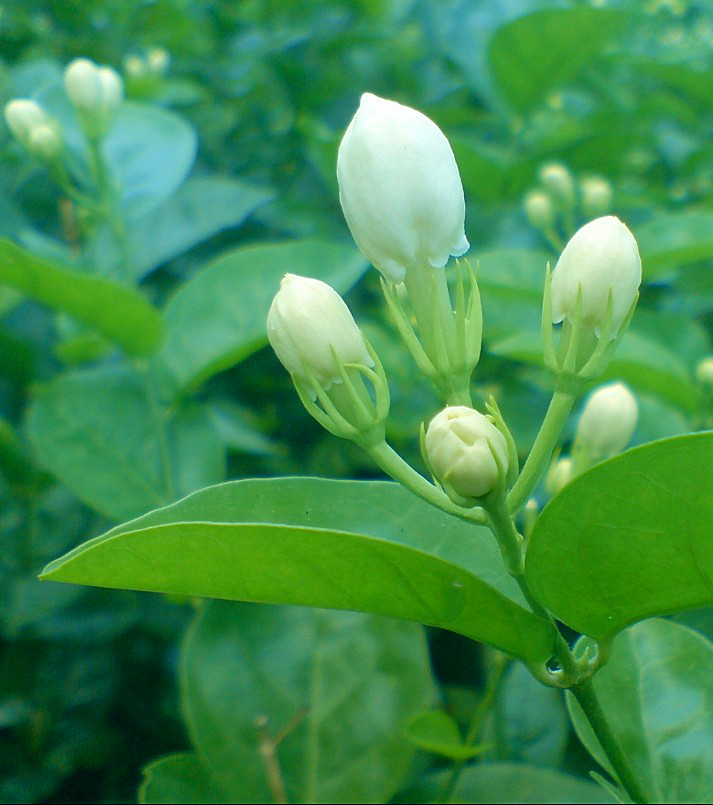 茉莉花 6.jpg