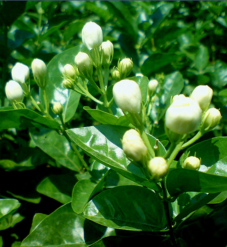 茉莉花 8.jpg