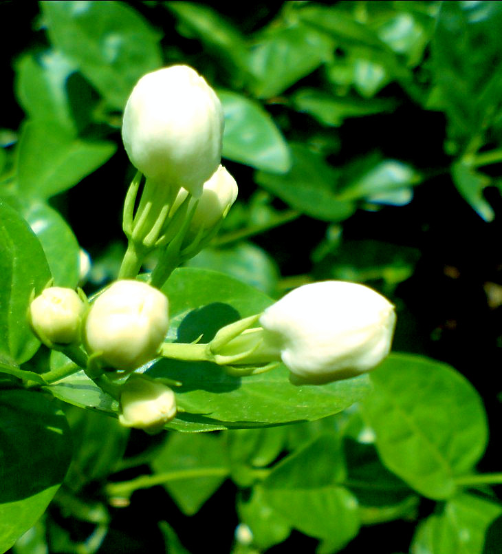 茉莉花 10.jpg