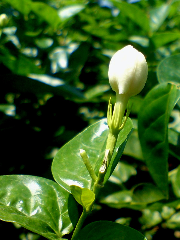茉莉花 11.jpg