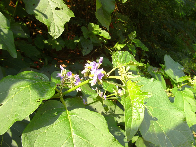 DSCK2215.JPG