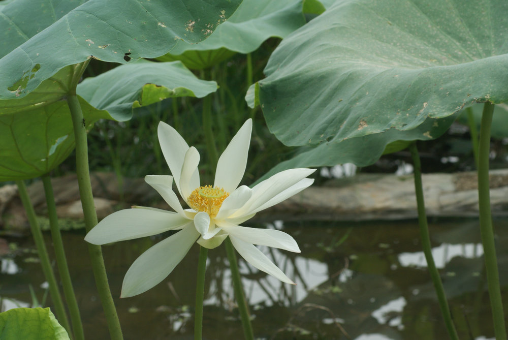 DSC00322_副本.JPG