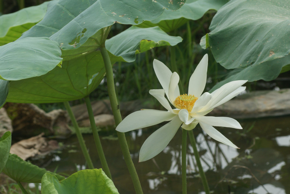 DSC00323_副本.JPG
