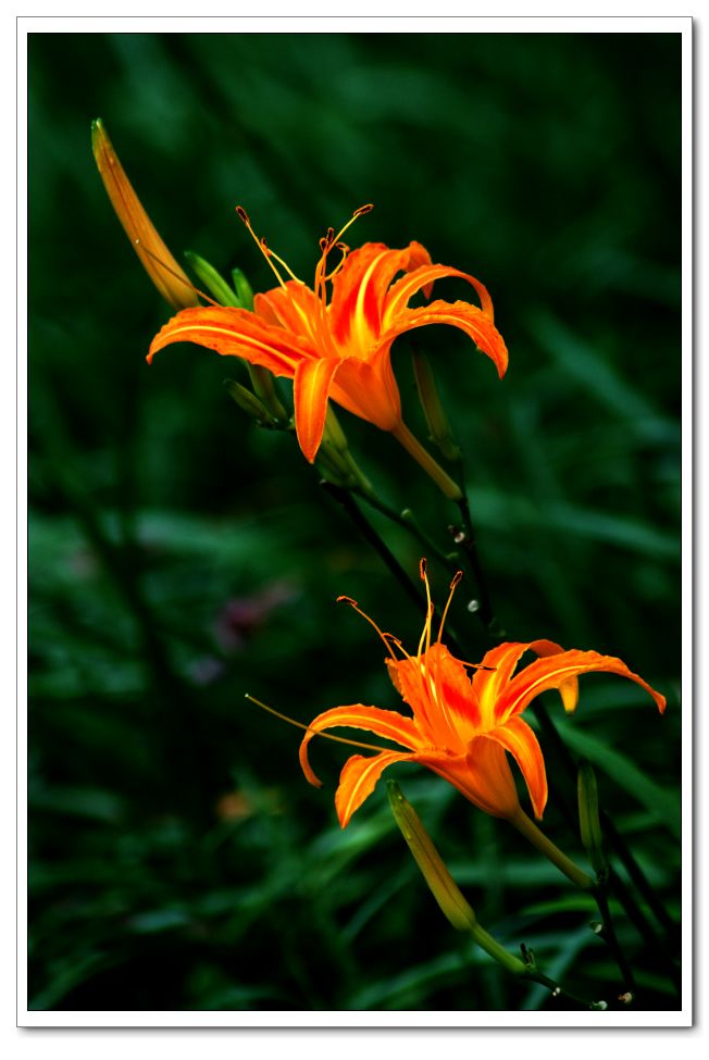 DSC_4480.JPG