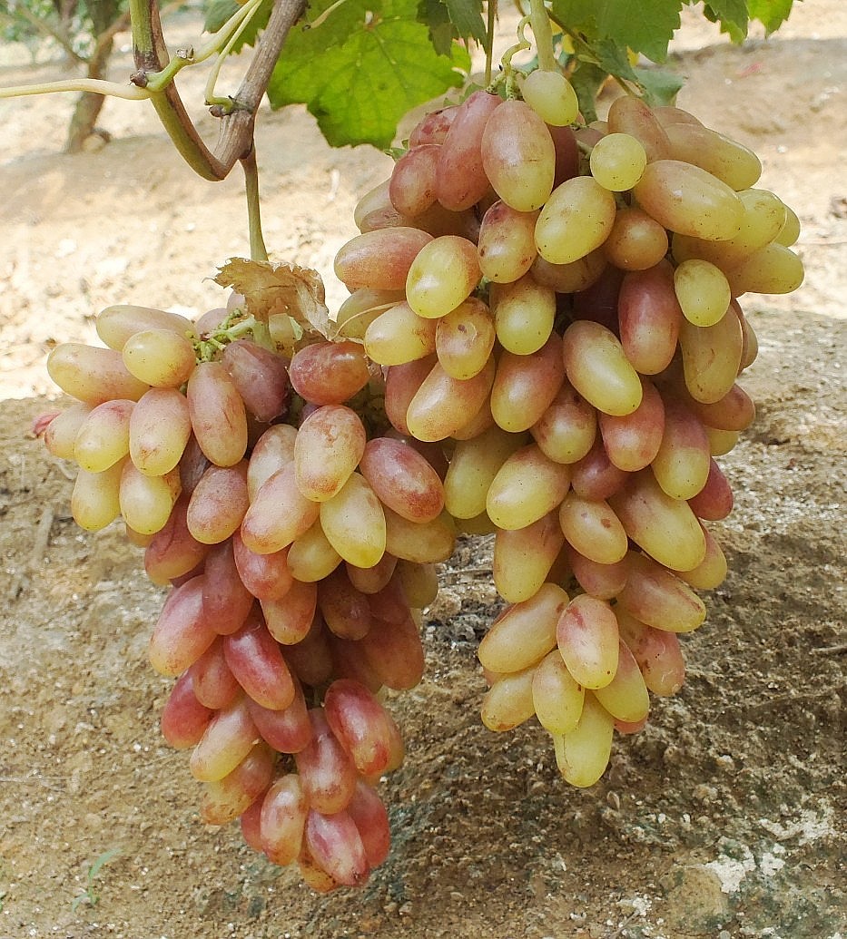 DSCF2278_conew3.jpg