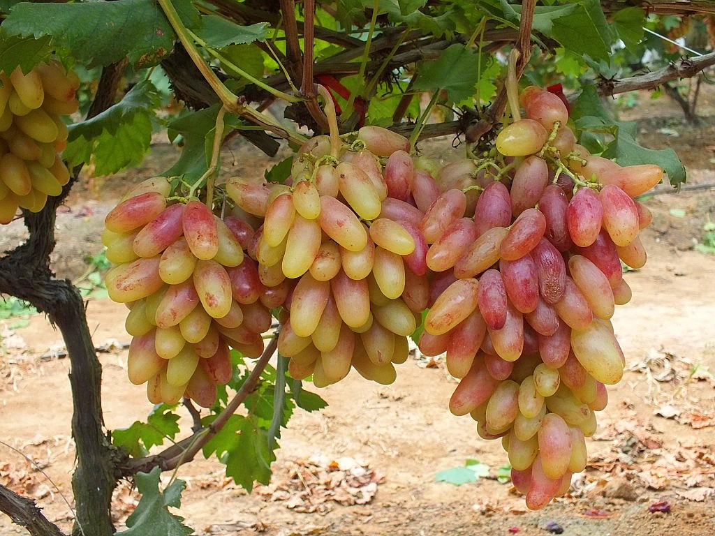 DSCF2289_conew2.jpg