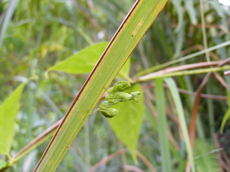 DSCF0399.JPG