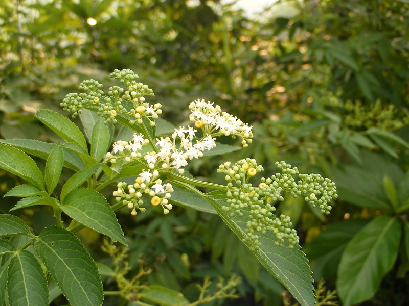 DSCF0452.JPG