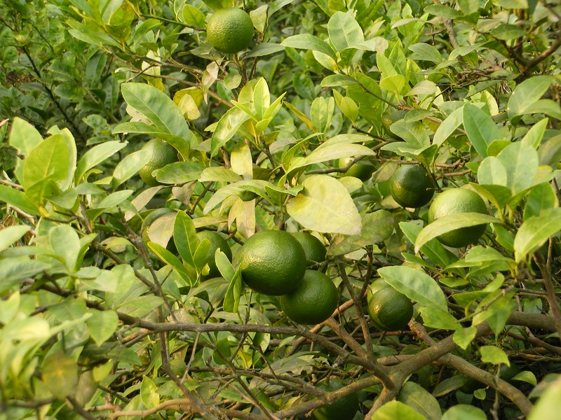DSCF0455.JPG