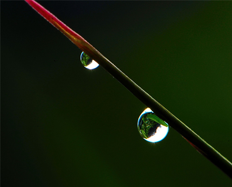 DSC_2878雨后晨露_副本.jpg