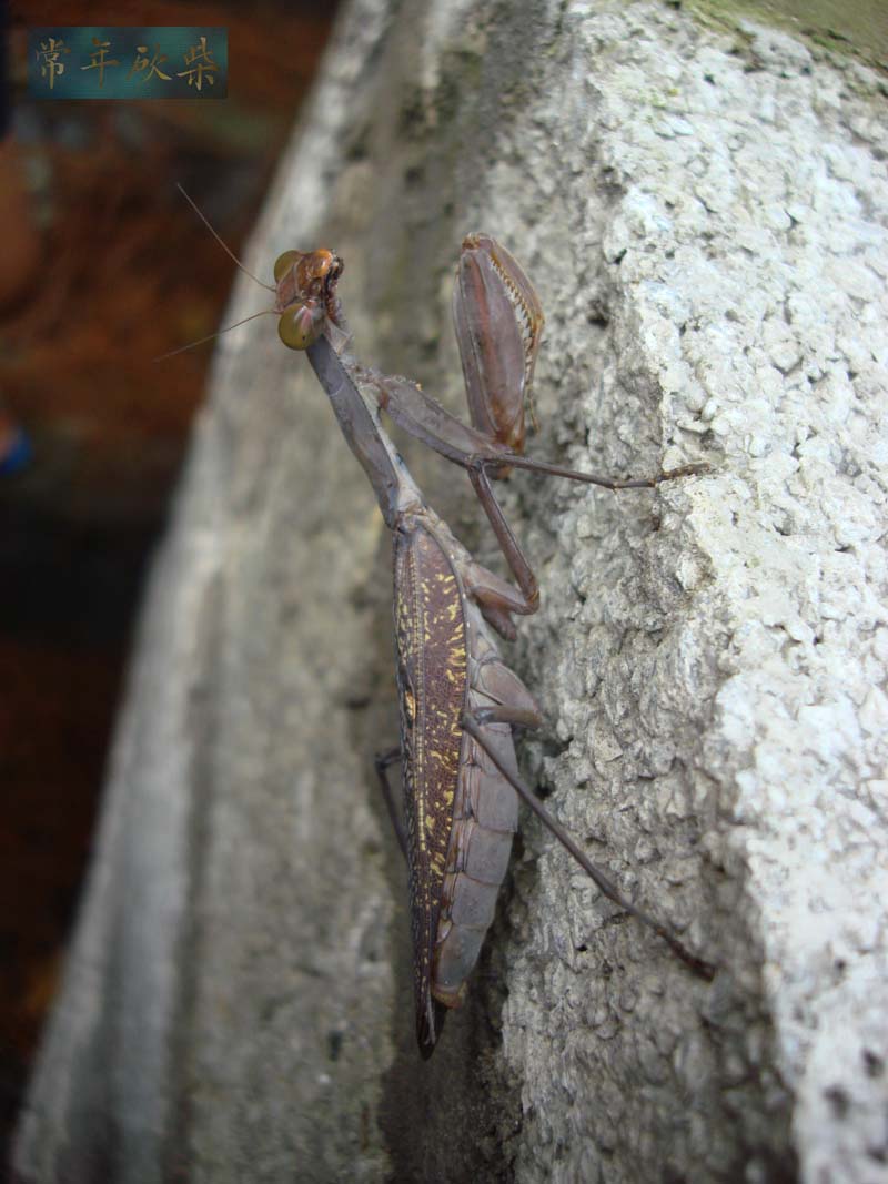 北滩水库昆虫1.jpg