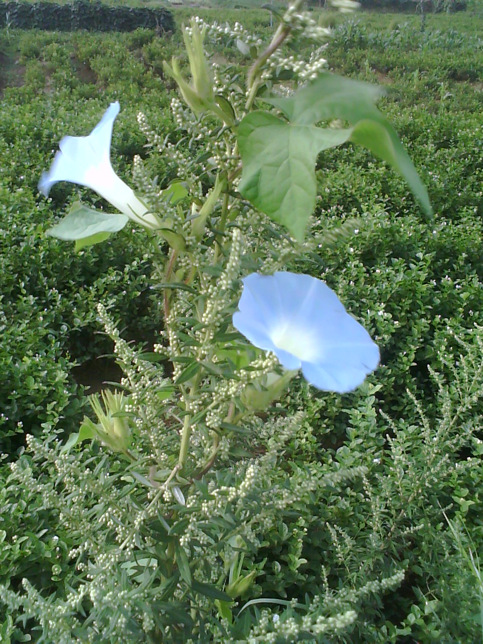 image20110910_081811.jpg