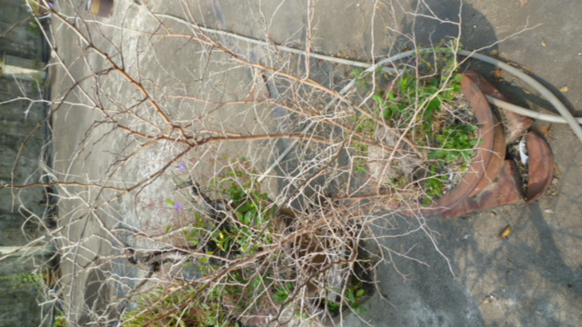 P1020039.JPG