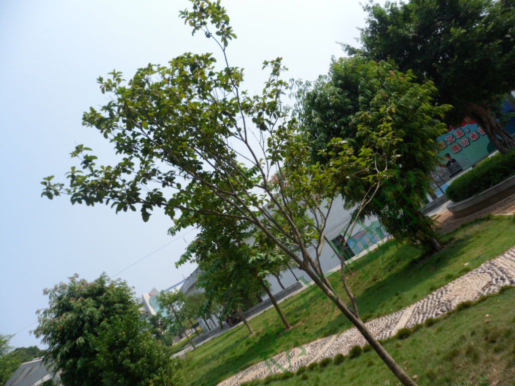 SAM_1865_副本.jpg