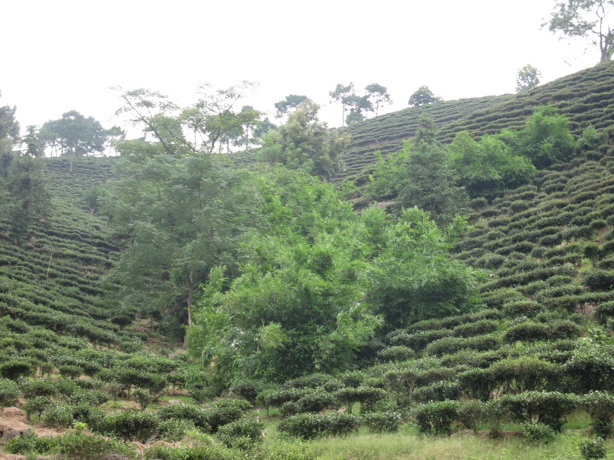 茶山 2.jpg