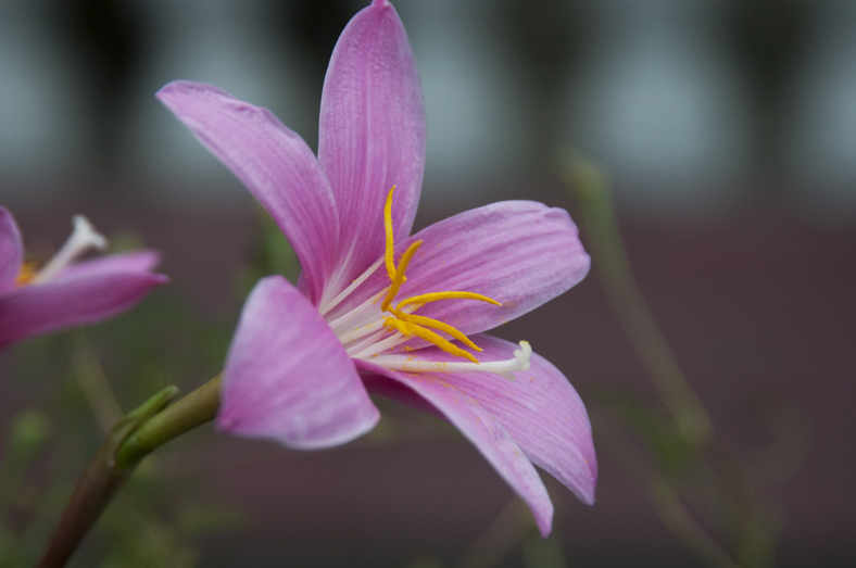 DSC_0129x.jpg