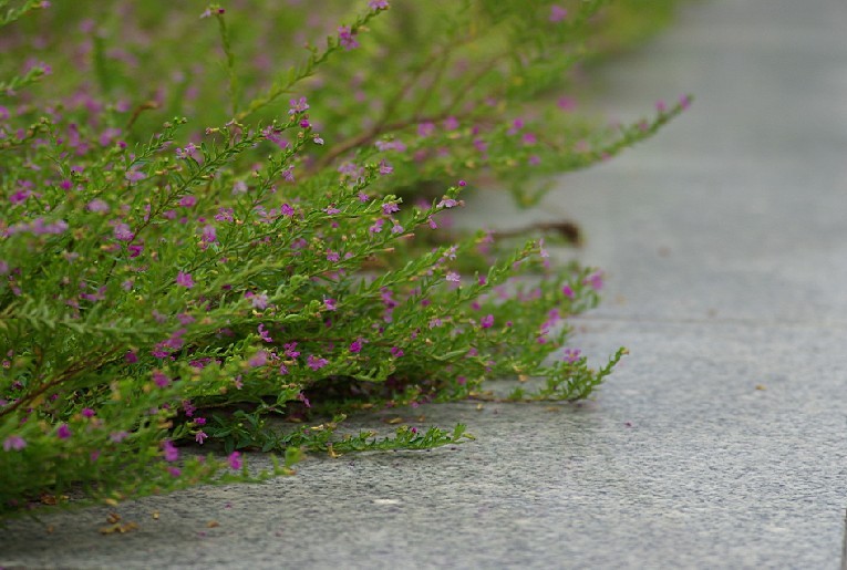 路边野花.jpg