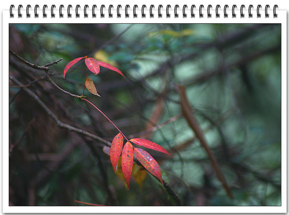 DSC02495.JPG