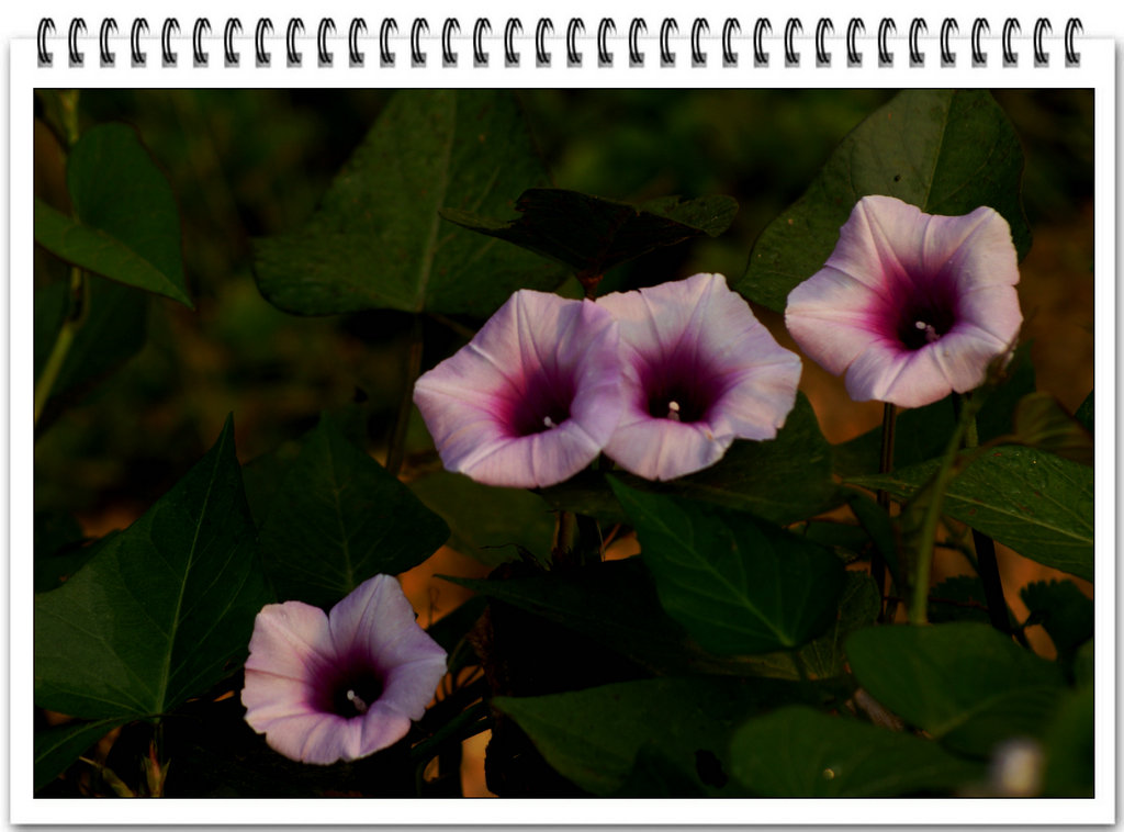 DSC03265.JPG