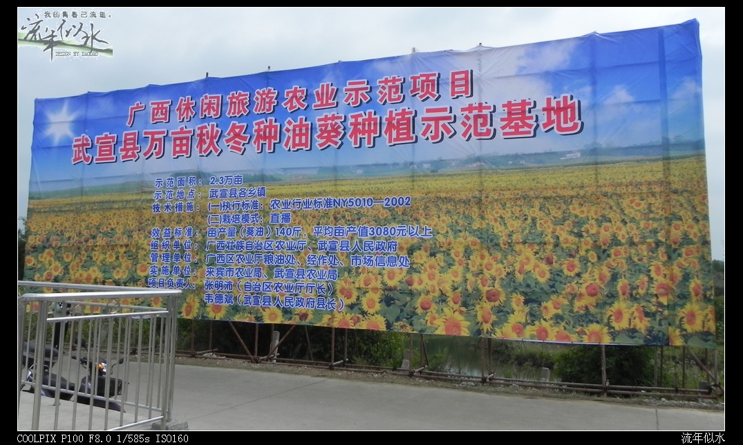 武宣葵花01.JPG