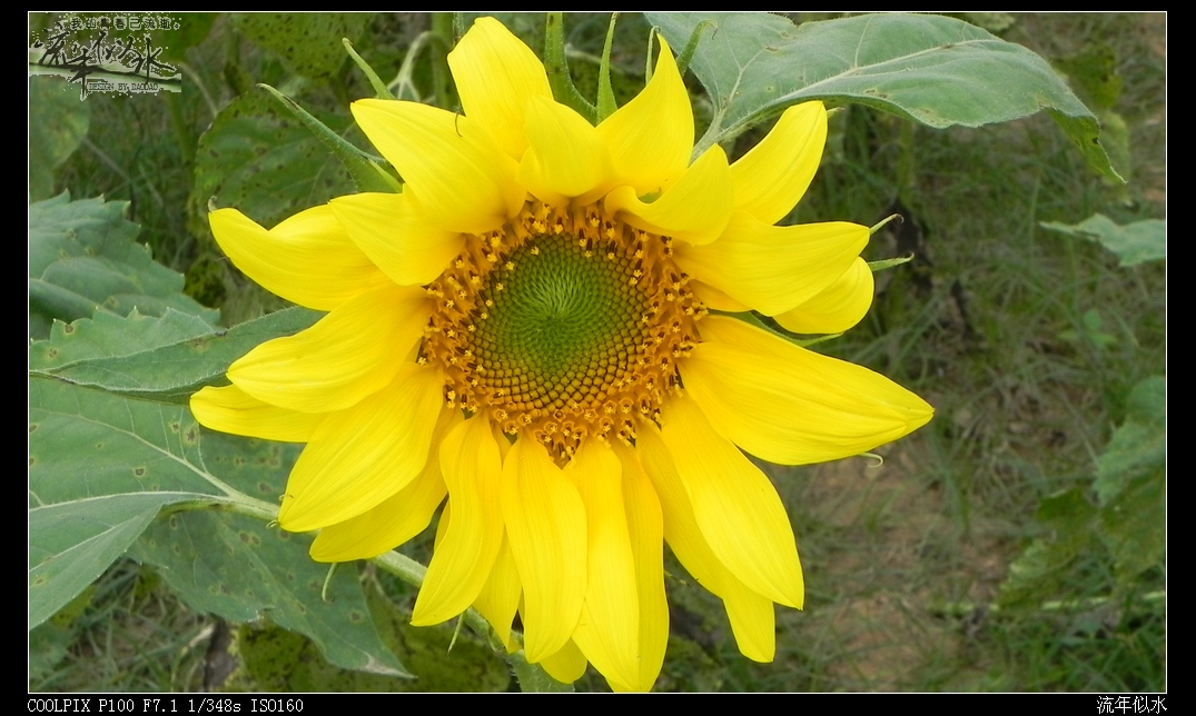武宣葵花06.JPG