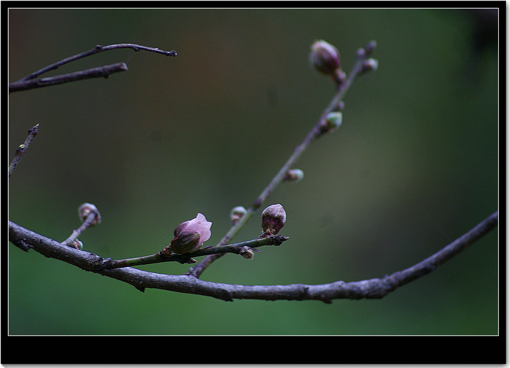 DSC03518_副本.JPG