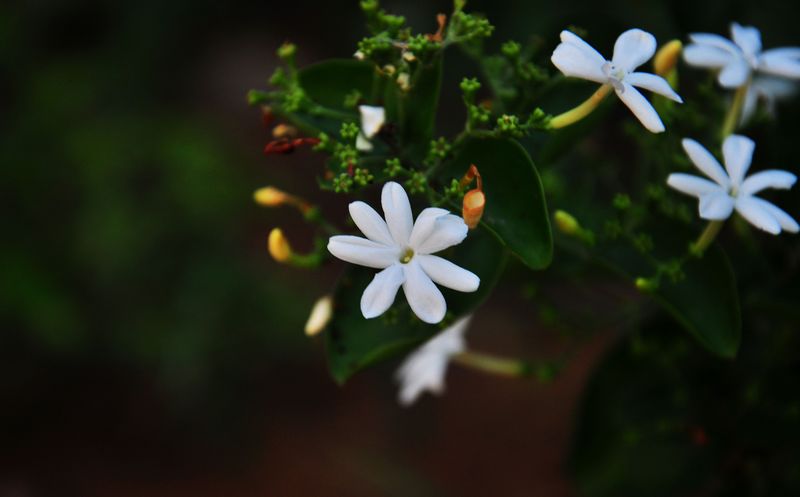 DSC_2394.jpg