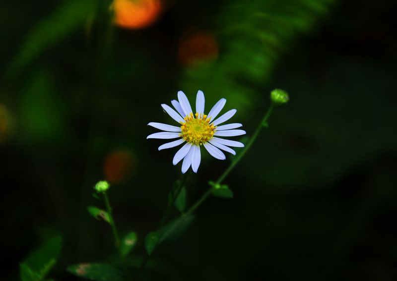 DSC_2800.jpg
