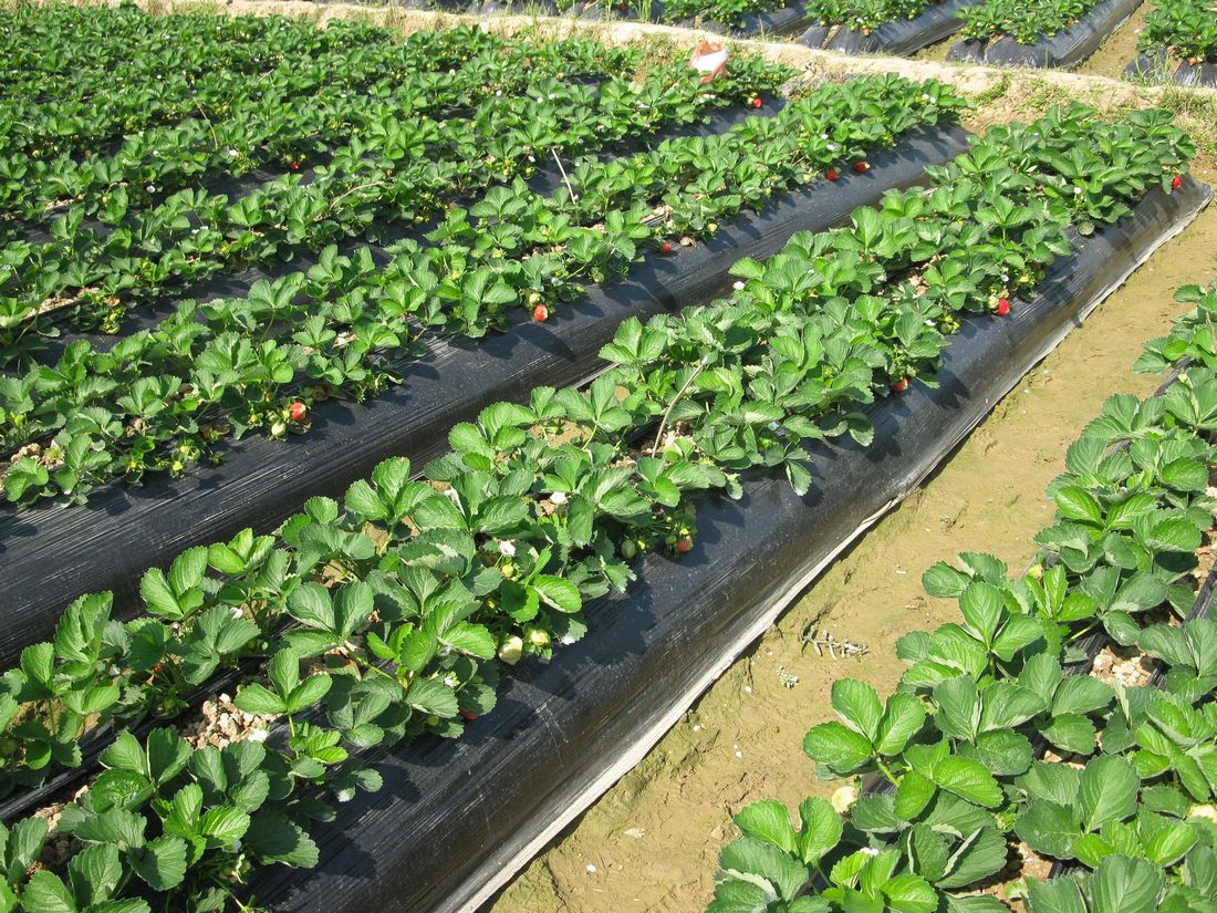 20111204摘草莓 142.jpg