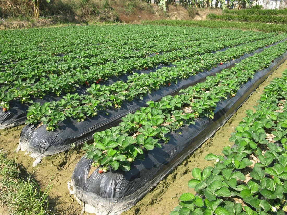 20111204摘草莓 144.jpg