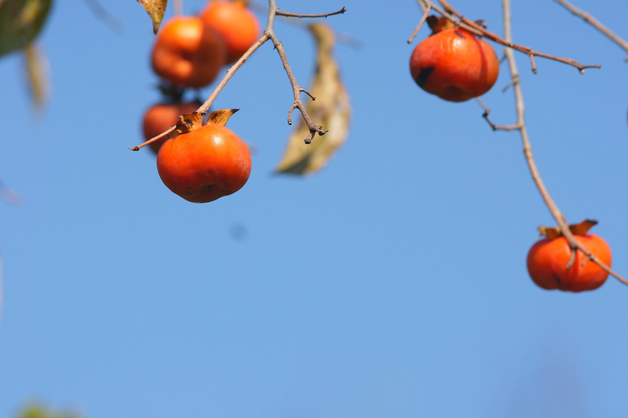 DSC06421.JPG