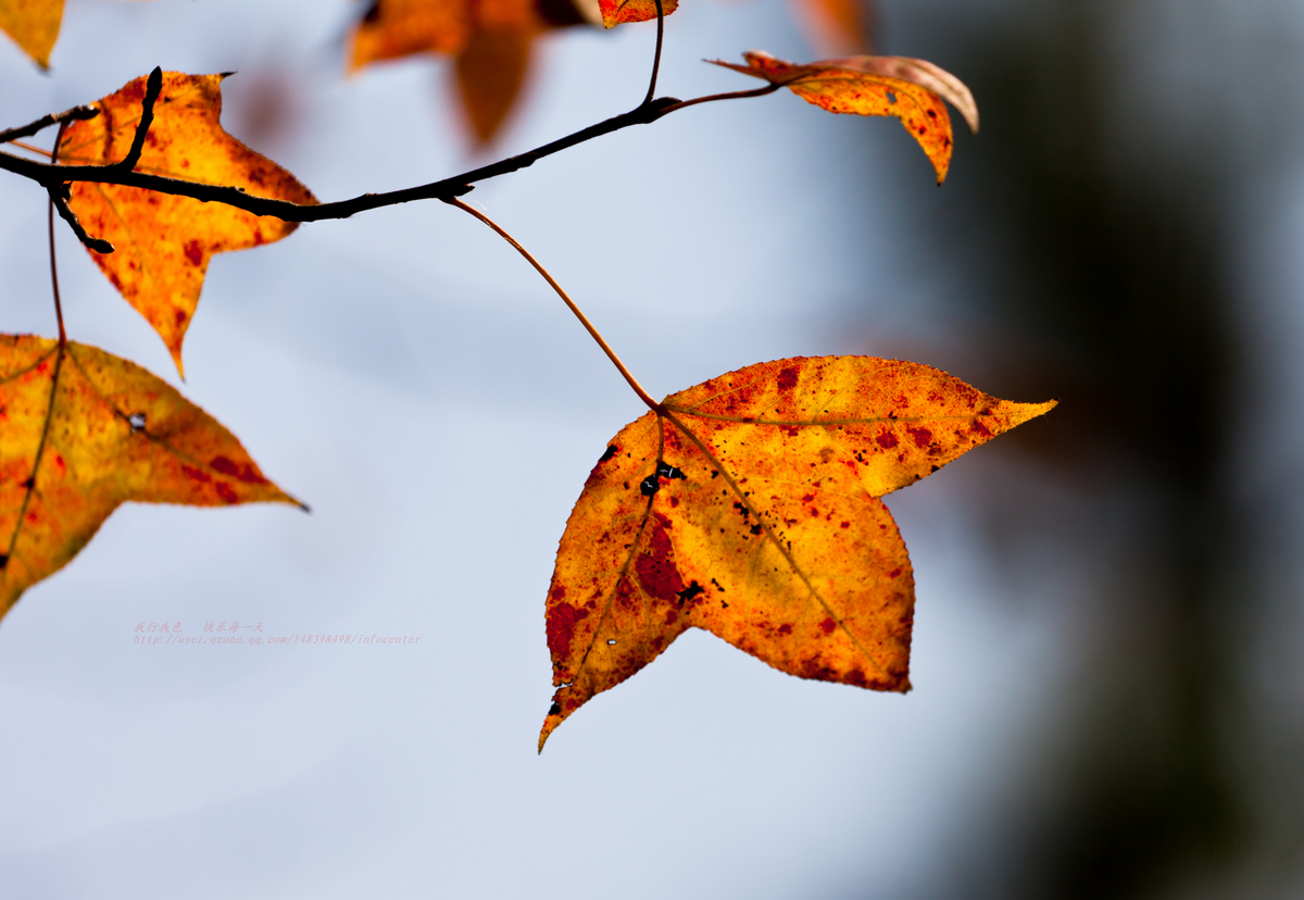 _MG_1401.jpg